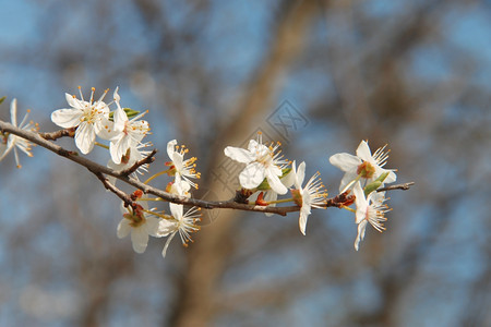 春天新的野树枝上盛开白花行进图片