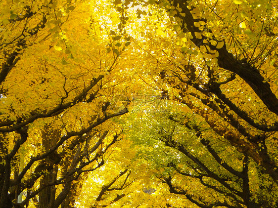 日本人秋天黄金果在日本东京清木大道IchoNamiki大道树叶黄色的图片