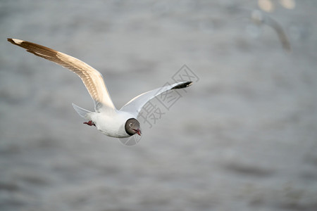 自由鸟类海鸥在洋上空飞翔喙图片