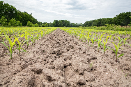 迈斯玉米田沙土里有一排玉米植物营养春天图片