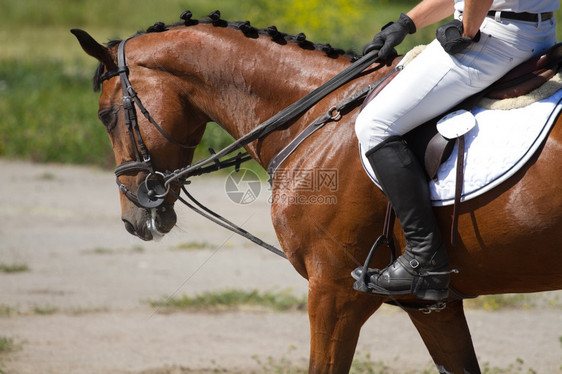 一种骑士鞍装扮马匹和一辆驾驶车xA图片