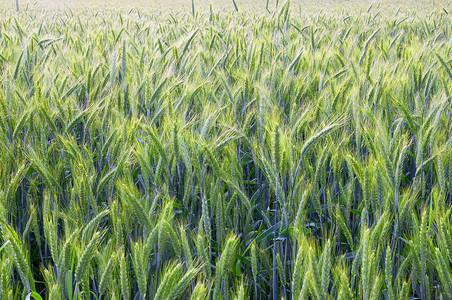 农场业黑麦在夏日中开始成熟了绿色图片
