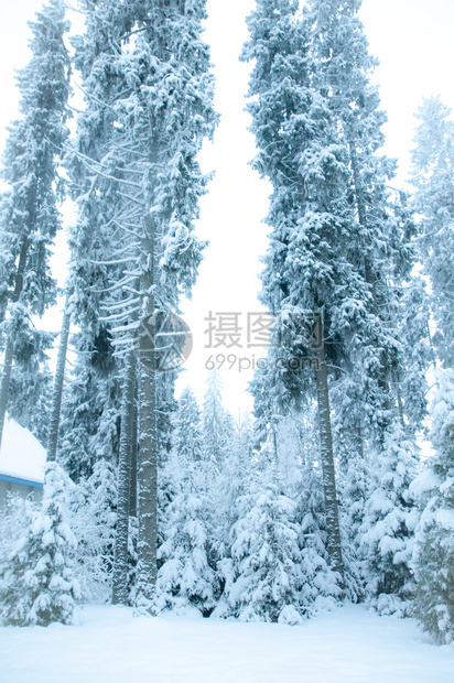 屋舒适美丽的冬季风景雪中的圣诞树寒冷冬冰图片