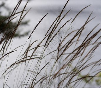 日落股票具有草和模糊水面的本底自然背景含草和模糊水面芦苇图片