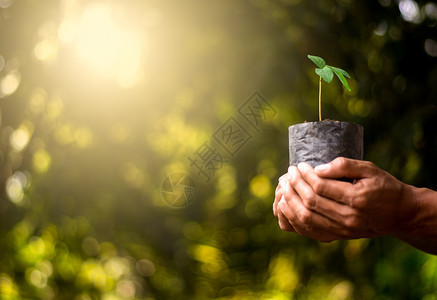 种子发芽土壤苗在幼袋中生长而男子则手牵种植图片