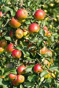 在树上撕红苹果健康颜色新鲜图片