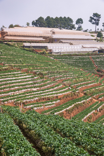 高山坡上带温室的草莓农场乡村收成排图片