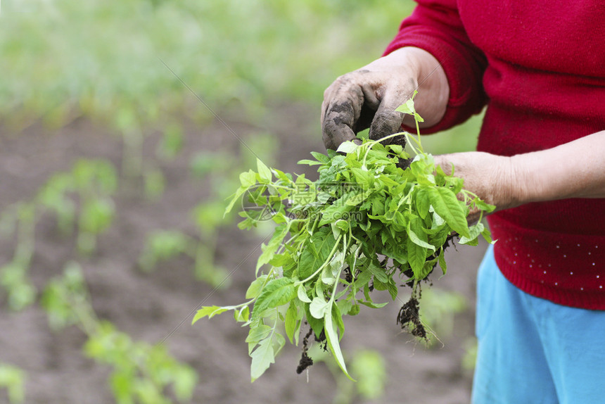 农业在地表的泉水中播种幼苗由一位手脏的老年妇女养成番茄树苗该妇女是一名年长花园图片