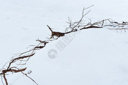 树根从雪中伸出茎在雪中树从伸出木头俄罗斯加里宁格勒图片素材