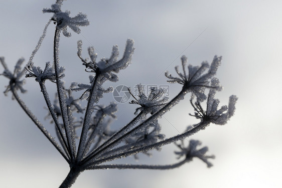 冷冻覆盖植物的雨伞冬季冰冻中装有或其他植物霜季节或者图片