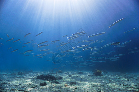 海洋泰国风景阳光下的鱼群梭图片