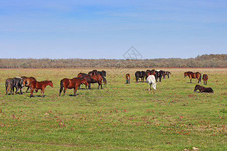 美丽的牧马在草地放马场农驹图片