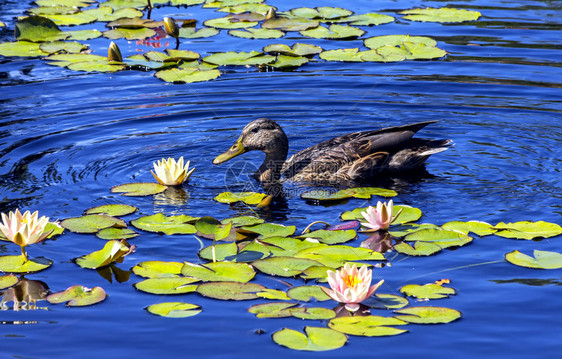 一只鸭子漂浮在美丽的莲花中图片