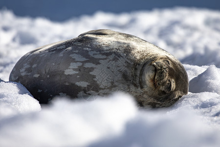 梦可爱的海豹躺在白雪中睡着时笑闭上嘴白色的威德尔高清图片