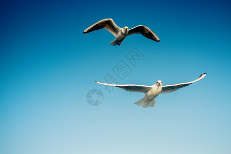海鸥对等在天空背景下飞行飙升动物群图片