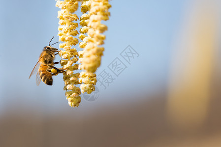 昆虫草地花蜜蜂收集哈泽尔植物的花粉树Corylus蜜蜂图片