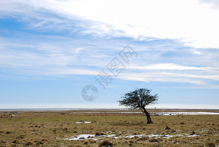 太阳波罗的海斯威德群岛奥兰海岸边的风树上布满了景优美户外图片