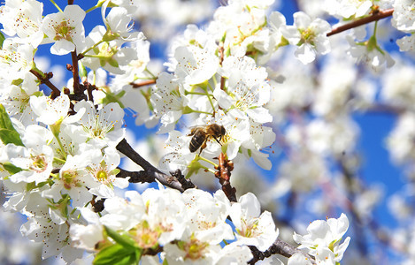 散景在花树上的白蜜蜂自然图片