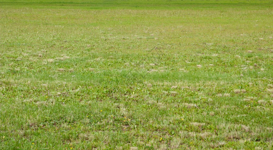绿草原背景射出45度角绿化叶子色图片
