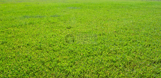 裁剪绿草原背景射出45度角翠绿玩图片