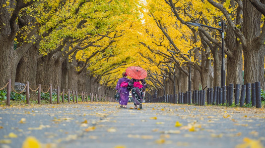 旅游浴衣亚洲行者穿着和服传统装在日本东京秋天的黄金果树上行走颜色图片