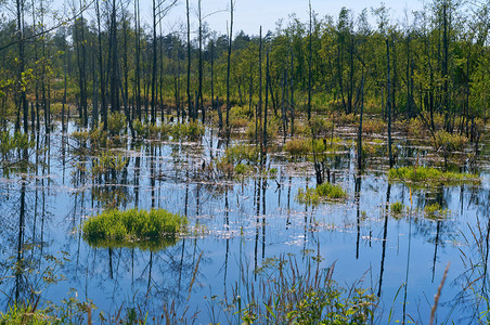 白色的俄罗斯一个风景如画的沼泽桦树干倒映在沼泽里白桦树干倒映在沼泽里一个风景如画的沼泽加里宁格勒图片