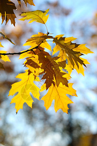 黄秋橡树叶在公园木上十月分支花园图片