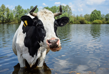 喝有趣的放牧在农场附近的一个自来水点上黑白滑稽奶牛在牧场附近的小牛家饮水草地的牛饮用水图片
