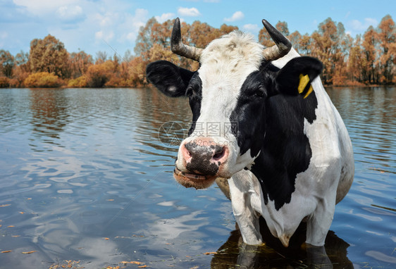 环境家畜湖在农场附近的一个自来水点上黑白滑稽奶牛在牧场附近的小牛家饮水草地的牛饮用水图片