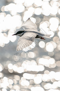 禽类燕鸥羽毛在美丽的海洋上开阔翅膀飞翔着小耳垂图片