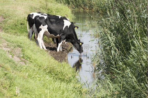 棕色的从Holland田里的沟取来牛排饮用水家畜草图片