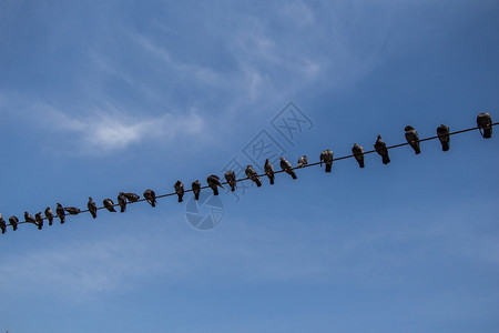 有蓝天背景的鸽子鸟在丝线上捕捉翅膀鸽子动物生态图片