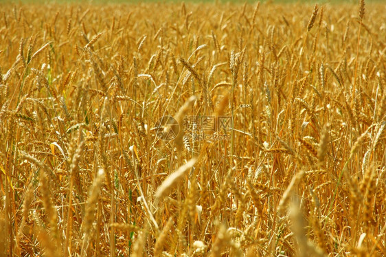 季节场地在农田种植的黄谷物可以收割了面包图片