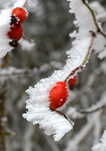 收成自然冬天灌木丛的玫瑰臀部寒冷图片