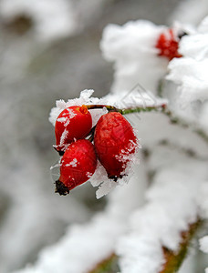 雪后红色的玫瑰果图片