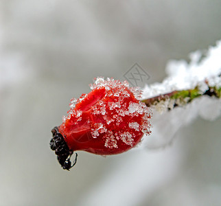 雪后红色的玫瑰果图片