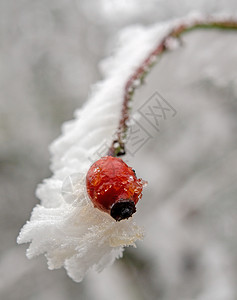 雪后红色的玫瑰果图片