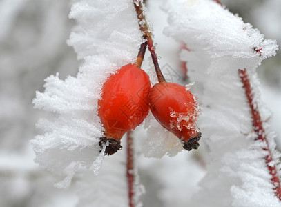 雪后红色的玫瑰果图片