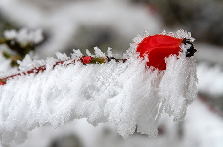 衬套冬天灌木丛的玫瑰臀部天气森林图片