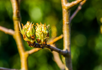 后院李属果树枝上的两颗芽在大型关头自然在春季植物背景上门户14图片