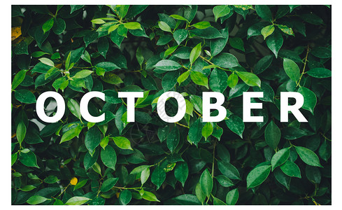 植物商业以天然绿叶背景设计日历月清单按自然绿叶背景设计新鲜的图片