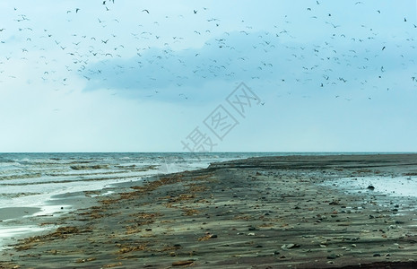 海滩污染区鸟类沿海水污染区鸟类环境的图片