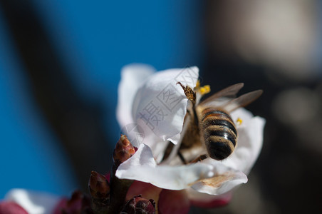 开花叶子蜜蜂在杏上提供授粉服务蜜椒花桃天空图片
