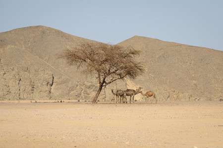 马萨天空阿拉姆在埃及沙漠的日热中一小群带骆驼在青菜树下栖身于寒冷的沙滩之下图片