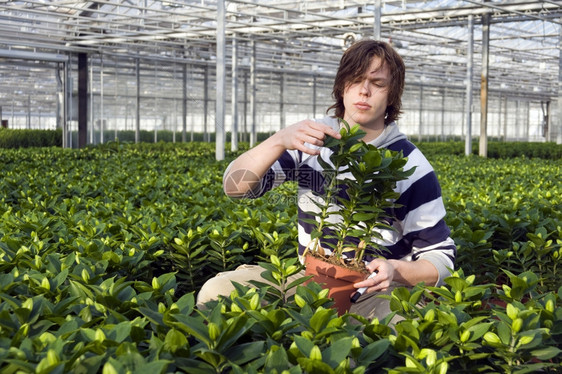 一个男人在玻璃房里检查植物空白的内部环境图片