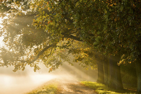 叶子木头环境日出时在公园的神秘迷雾路径背景上闪耀光线图片