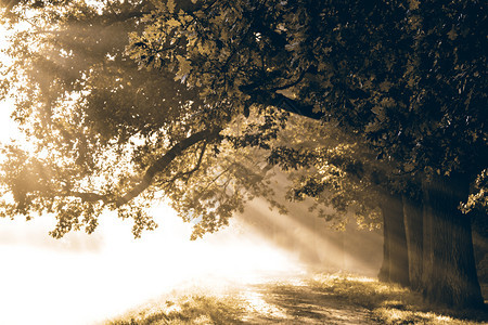 明亮的森林日出时在公园的神秘迷雾路径背景上闪耀光线老的图片