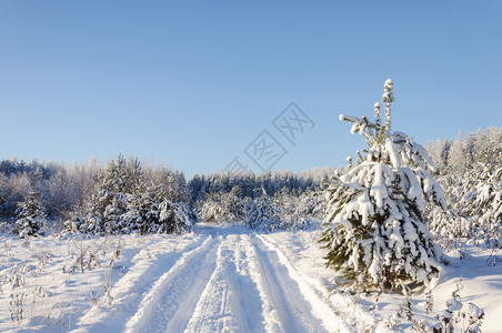 圣诞节冬天白雪季森林地貌的风雪中乡村公路雨下道树上布满冰冻的木阳光明日针叶树图片
