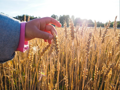 儿童在田地上接触小麦谷物图片