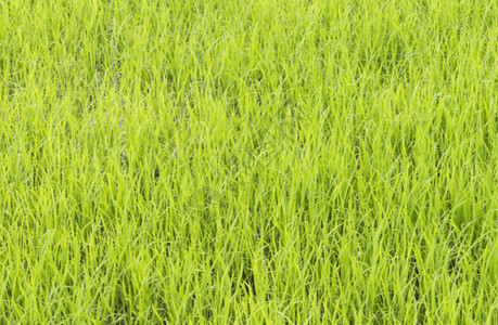 户外草泰国农村有机庄的年轻稻田重点模糊地处泰国乡下白饭图片
